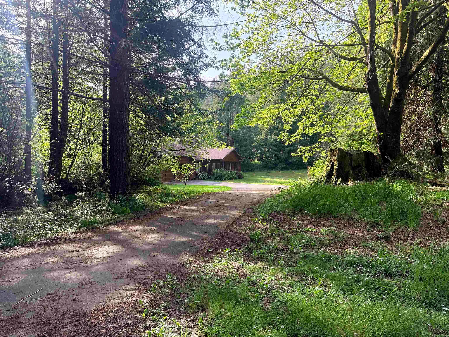 The driveway approach to the house, winding through a quiet stand of redwoods.